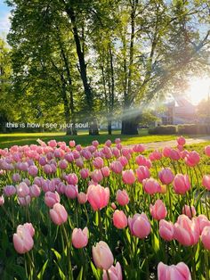 pink tulips are blooming in the sun on a sunny day with trees and grass