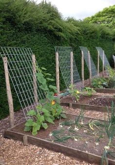 an outdoor garden with various plants growing in it