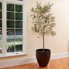 a potted plant sitting on top of a hard wood floor next to a window