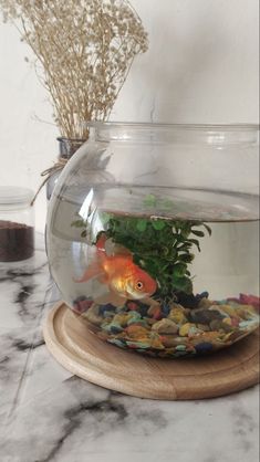 a fish bowl filled with rocks and plants