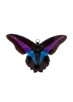 Purple, Blue, and Black butterfly preserved in resin. Butterfly Live, Real Butterfly, Butterfly Jewelry, Natural Life, Life Cycles, Orchids, Butterflies, The End, Thailand