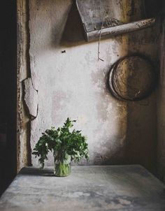 a green plant sitting on top of a wooden table