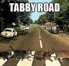 three cats crossing the street in front of an old car