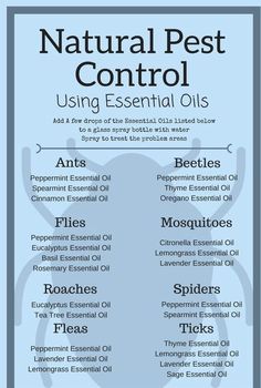 Essential Oils Ants, Bug Spray Recipe, Oregano Essential Oil, Thyme Essential Oil, Spearmint Essential Oil, Cinnamon Essential Oil, Natural Pest Control, Using Essential Oils, Household Cleaning Tips