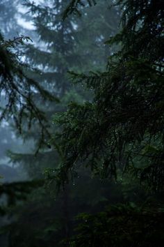 a bird is perched on a tree branch in the foggy forest with pine needles