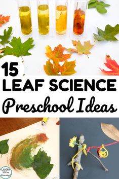 leaf science for preschool and homeschool with text overlay that reads 15 leaf science preschool ideas