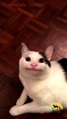 a black and white cat sitting on the floor looking up