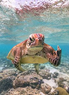 a sea turtle swimming in the ocean