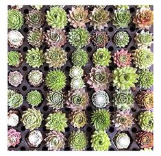 many different types of succulents are arranged on a black surface with polka dots