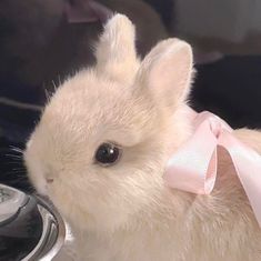 a small white rabbit with a pink ribbon around its neck