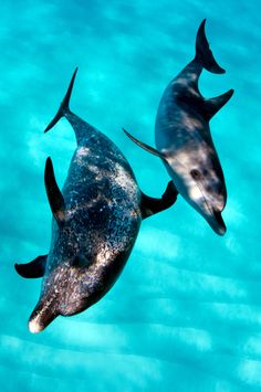 two dolphins swimming in the ocean together