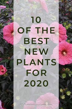 pink flowers with the words 10 of the best new plants for 2020