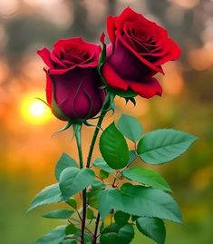 two red roses with green leaves in the foreground and an orange light in the background