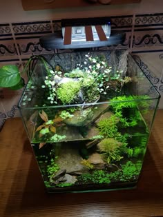 an aquarium with plants and rocks in it