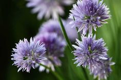 some purple flowers are growing in the grass