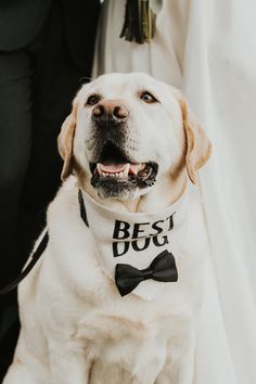 a white dog wearing a black bow tie with the words best dog on it's collar