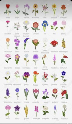 the different types of flowers are shown in this image, and each flower has its own name