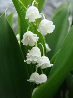 some white flowers that are growing in the grass