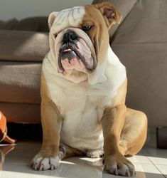 a brown and white dog sitting on top of a tile floor