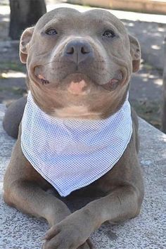 a pitbull wearing a bandana sitting on top of a cement slab in the sun