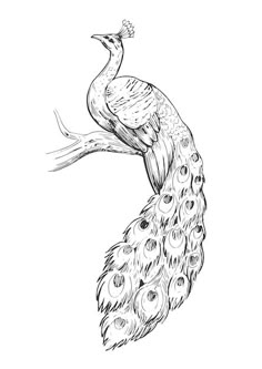 a drawing of a peacock sitting on top of a tree branch