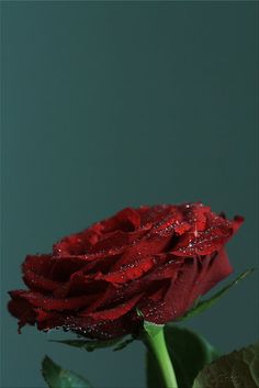 a single red rose with water droplets on it