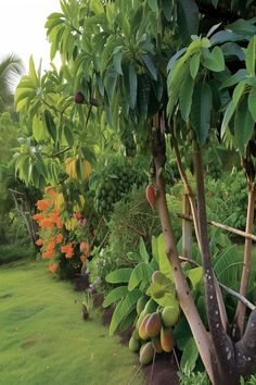 A sunny Florida garden with tropical fruit trees and dense foliage, ideal for full-sun landscaping. Garden With Fruit Trees Landscaping, Tropical Ranch House, Full Sun Tropical Plants Landscapes, Full Sun Tropical Garden, Landscape With Fruit Trees, Florida Fruit Trees, Fruit Trees Backyard Landscaping, Florida Garden Ideas