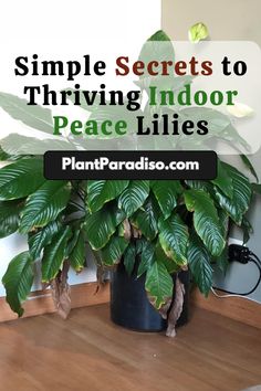 a potted plant with the words simple secrets to thriving indoor peace lilies