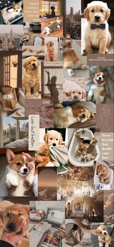 a collage of pictures with dogs and cats