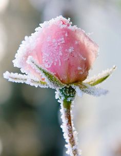 a pink flower with frost on it's petals