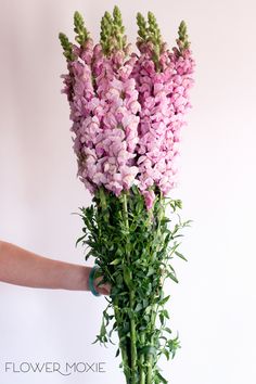 a person holding a bunch of flowers in their hand