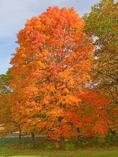 an orange tree stands in the middle of a grassy field with other trees and grass