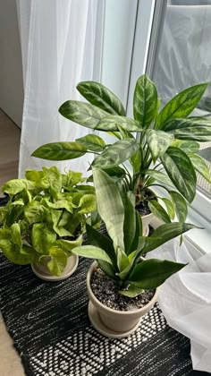 three potted plants sitting on top of a black and white rug next to a window