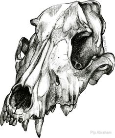 an animal skull is shown in this black and white drawing, it appears to have been drawn