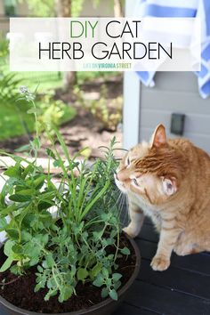 an orange tabby cat sitting on a porch next to a potted plant with herbs in it