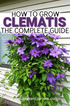 clematis growing on the side of a house with text overlay that reads how to grow clematis the complete guide