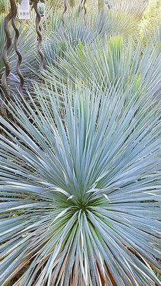 a large blue plant in the middle of some trees