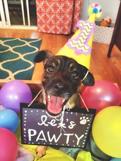 a dog wearing a party hat and holding a sign in its mouth with balloons around it