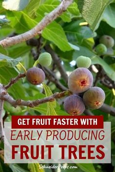 some fruit is growing on a tree with the words get fruit faster with early producing fruit trees