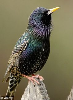 a colorful bird sitting on top of a wooden fence