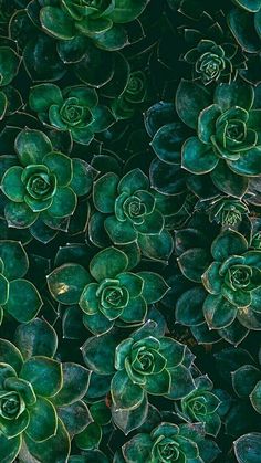 many green plants are growing together in the garden, and they look like succulents