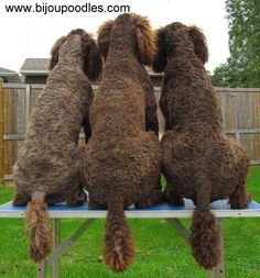 three brown dogs sitting on top of a blue table in the grass with their heads together