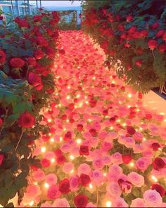 rows of roses with lit candles on them in a flower shop aisle lined with red and pink flowers