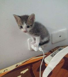 a small kitten sitting on top of an electric outlet plugged into a wall charger