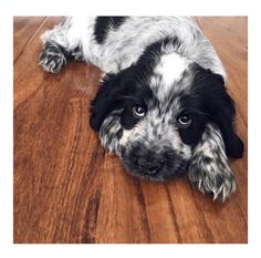 a black and white dog laying on top of a wooden floor