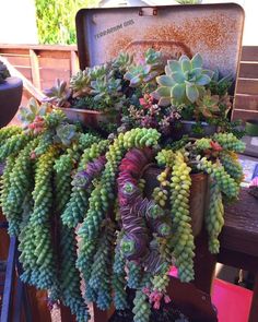 an old suitcase filled with succulents and plants