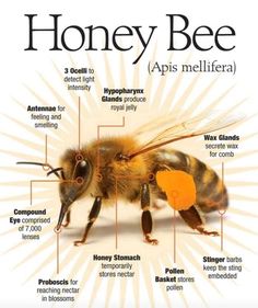 the anatomy of a honey bee