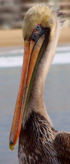 a pelican is standing in the water with its beak open and it's eyes closed