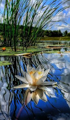 a white water lily floating on top of a lake