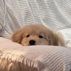 a small dog laying on top of a white couch